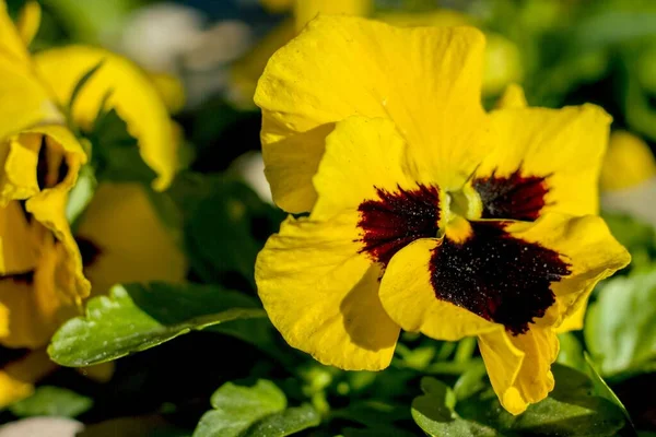 Tiro Seletivo Das Flores Pansy Amarelas Que Florescem Jardim Luz — Fotografia de Stock
