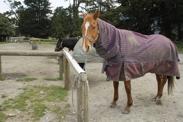 At binerken Queenstown orman manzarası