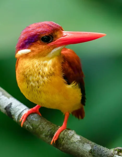 Bir Ağaç Dalına Konmuş Leylek Gagalı Bir Kingfisher Yakın Plan — Stok fotoğraf