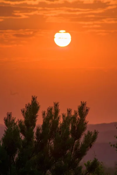 Pohled Oranžový Západ Slunce Siluetou Borovice Popředí Svislý — Stock fotografie