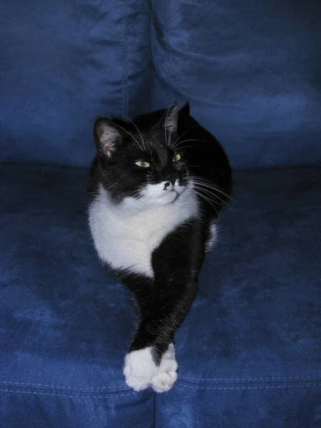 青いソファの上に横たわるかわいい黒と白の猫の垂直ショット — ストック写真