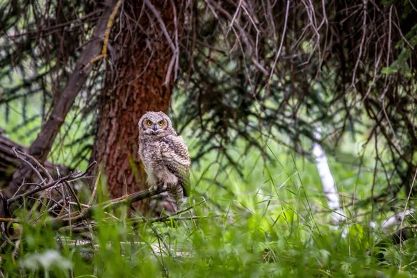 Ormandaki Bir Dala Konmuş Bir Baykuşun Yakın Görüntüsü — Stok fotoğraf