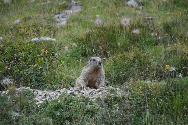 Una Marmota Alpina Descansando Sobre Las Rocas Ladera Los Alpes — Foto de Stock