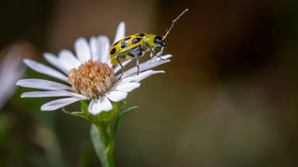 Una Macro Toma Pequeño Insecto Sentado Una Flor Prado Con — Foto de Stock