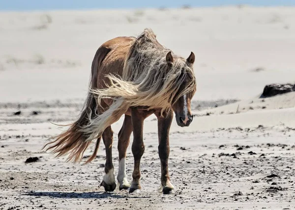 A scenic view of a horse walking on Sable Island on a sunny day