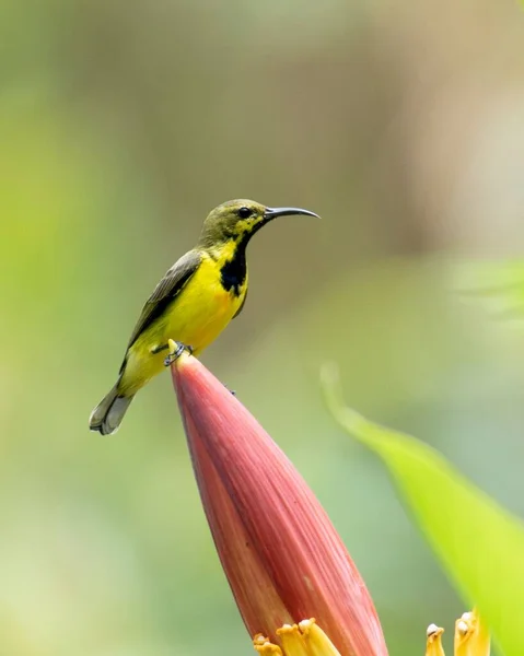 Ein Vertikaler Selektiver Fokus Eines Olivenbezogenen Sonnenvogels Auf Einer Bananenpflanze — Stockfoto