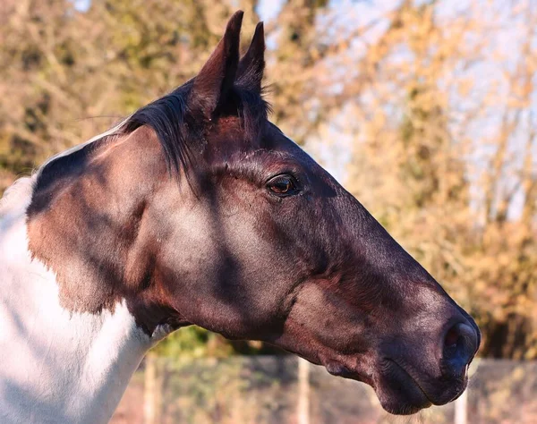 茶色と白の馬の頭の閉鎖 — ストック写真