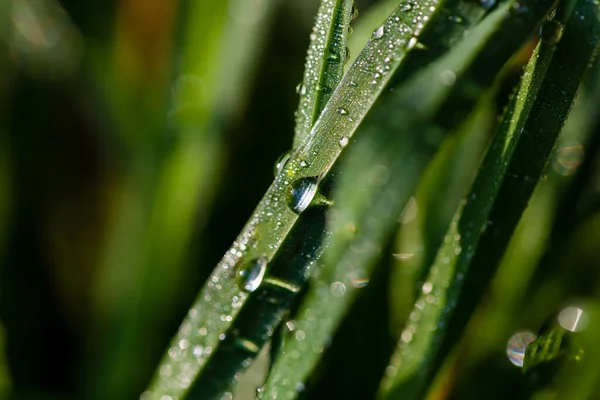 Närbild Skott Droppar Vatten Grönt Gräs — Stockfoto