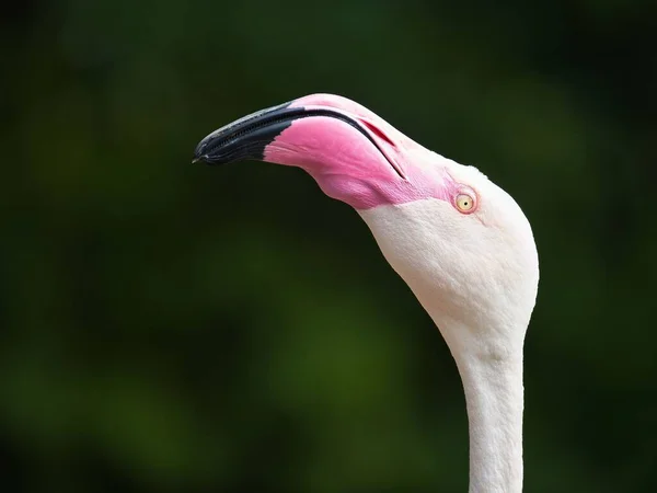 Closeup Head Cute Pink Flamingo Green Blurry Background — Stock Photo, Image