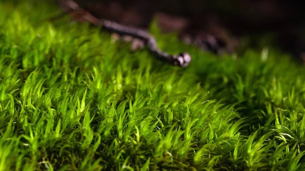 Closeup Branch Green Grass Forest — Stock Photo, Image
