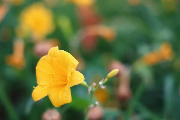 Tek Bir Sarı Zambağın Güzel Bir Yakın Çekimi — Stok fotoğraf