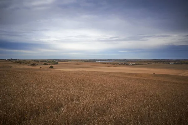 Peisaj Frumos Unui Câmp Aur Într Tulbure — Fotografie, imagine de stoc