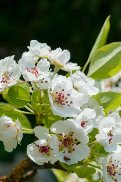 Vertikální Záběr Kvetoucích Bílých Třešňových Květů Stromě — Stock fotografie