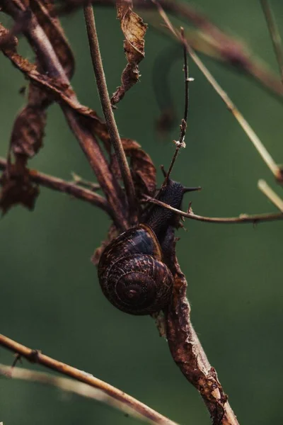 Μια Κάθετη Βολή Σαλιγκαριού Ένα Φυτό Ξερά Φύλλα — Φωτογραφία Αρχείου