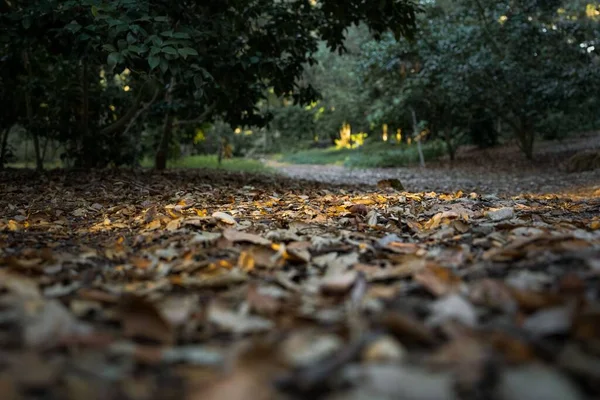 Grunt Leśny Wypełniony Opadłymi Liśćmi Jesienią — Zdjęcie stockowe