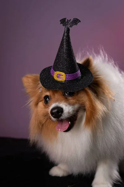 Piękny Pies Spitz Halloween Kapelusz Czarownicy Fioletowym Tle — Zdjęcie stockowe