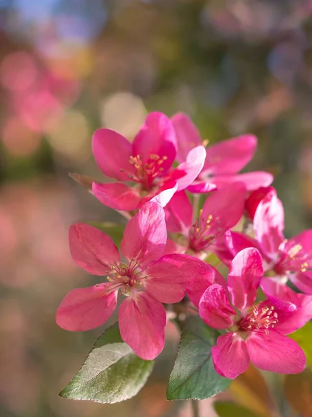 Μια Κάθετη Κοντινή Λήψη Από Ανθισμένα Φωτεινά Ροζ Λουλούδια — Φωτογραφία Αρχείου