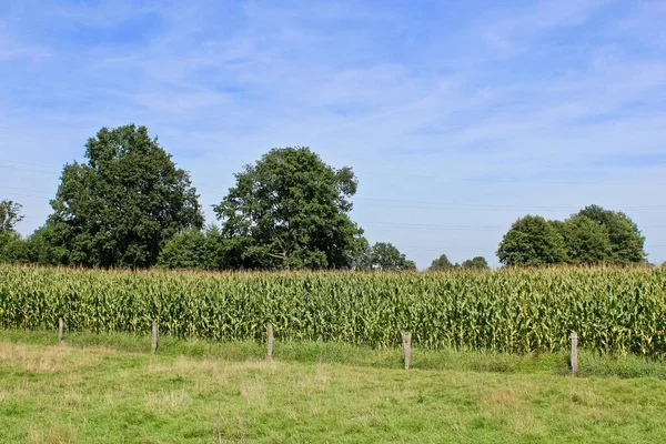Een Natuurlijk Uitzicht Van Een Maïsveld Een Boerderij Onder Een — Stockfoto