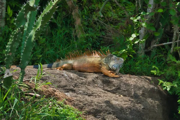 Detailní Záběr Zeleného Leguána Iguana Iguana Velkém Kameni Obklopeném Bujnou — Stock fotografie