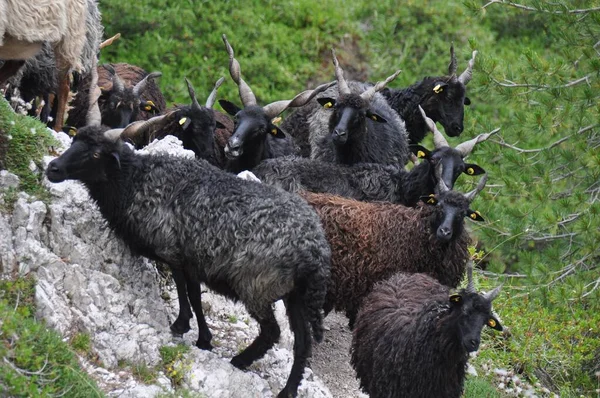 昼間に丘の上で羊の放牧ラッカの群れのクローズアップショット — ストック写真