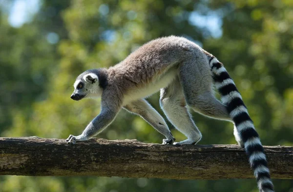 Närbild Söt Ring Tailed Lemur Promenader Trä Gren Zoo — Stockfoto