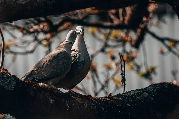 Μια Κοντινή Φωτογραφία Περιστέρια Χελώνας Κάθονται Ένα Δέντρο Μια Φθινοπωρινή — Φωτογραφία Αρχείου