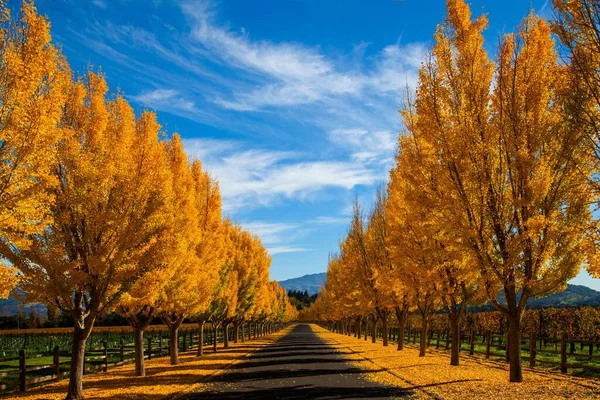 Malebný Záběr Prázdnou Stezku Obklopenou Podzimními Stromy Slunečného Dne — Stock fotografie