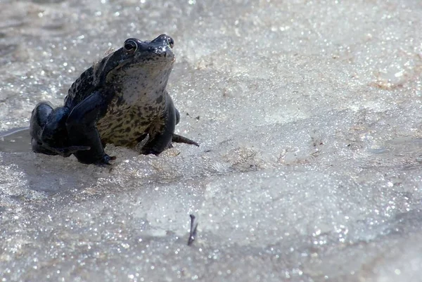 在寒冷的冬日 一只黑色青蛙栖息在冰封的湖面上 — 图库照片