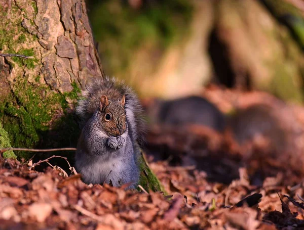 Écureuil Mignon Dans Une Forêt — Photo