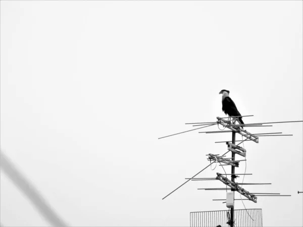 Сірий Знімок Каракара Над Антенами Місті — стокове фото