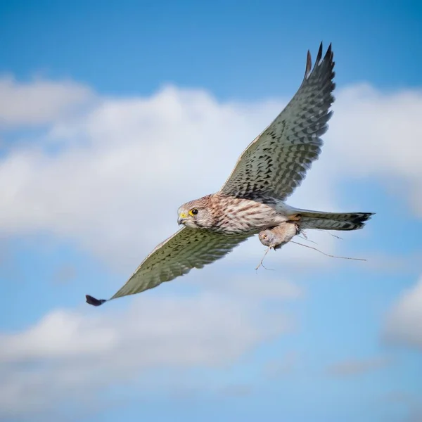 Selective Focus Shot Kestrel Bird Flying Clear Blue Sky — Stock Photo, Image