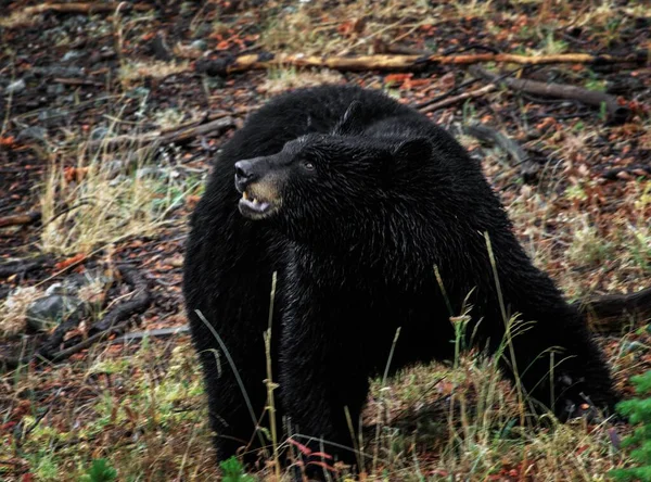 Black Bear Hayden Valley Yellowstone National Park — Stock Photo, Image