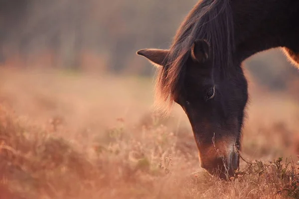 Zbliżenie Pięknego Konia Przyrodzie Wypas Trawy Ciągu Dnia — Zdjęcie stockowe