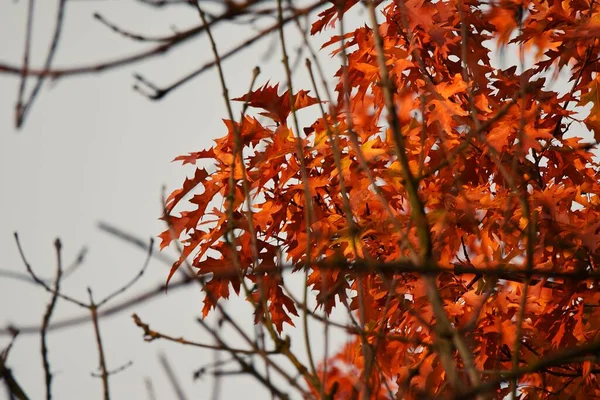 Egy Narancssárga Őszi Levelekkel Ágak Mögött — Stock Fotó