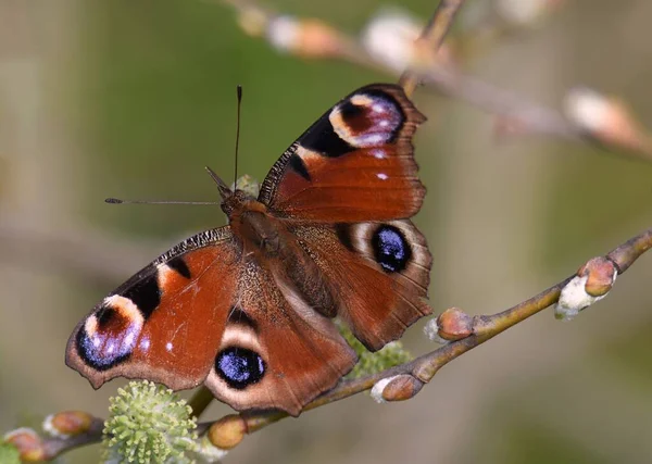 Селективный Фокус Бабочки Павлина — стоковое фото
