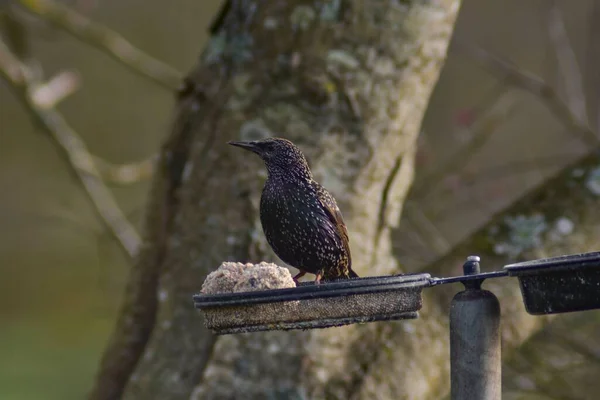 Vanlig Starling Fågel Äter Fettbollar Fågel Matare Ett Träd Gren — Stockfoto