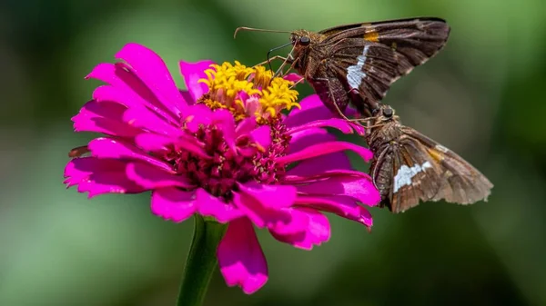 Ett Makro Skott Fjärilar Sitter Vacker Rosa Blomma Huvud Med — Stockfoto