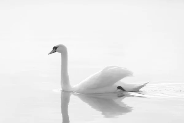 白い背景に美しいスイムスワン シグナス — ストック写真