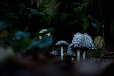 Üzerinde çiy damlaları olan bir ormanda küçük mantar (Psilocybe cubensis) bir makro çekim