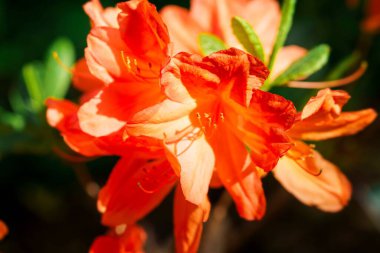 Turuncu Azalea çiçeklerine yakın çekim