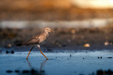 Sahilde yürüyen benekli bir kızılderiliye yakın çekim.