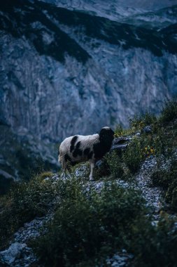 Almanya 'nın en büyük dağındaki bir kayanın üzerinde duran koyunun dikey görüntüsü.