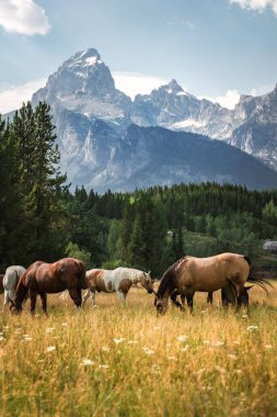 ABD 'nin Wyoming kentindeki Teton Dağları' nın önünde otlayan atların dikey çekimi.