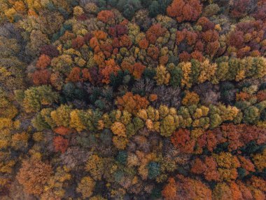 Turuncu ve kırmızı yapraklarla kaplı bir sonbahar ormanının hava görüntüsü.