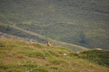 Alp Dağları 'nın çimlerinde dinlenen şirin dağ sıçanlarının arka planında bulanık dağlar var.