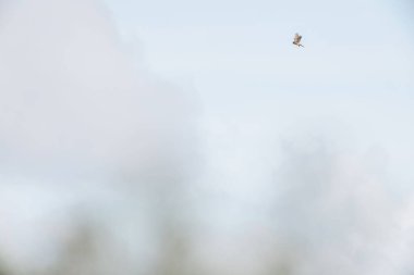 Gökyüzünde uçan kerkenez bir kuşun seçici odak noktası.