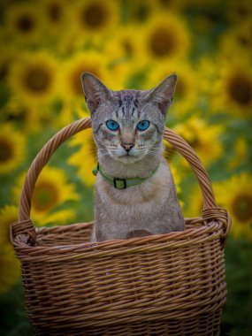 Sepetin üzerindeki kedi ayçiçeği tarlası arka planında, dikey, yakın plan