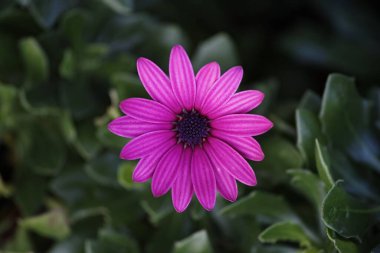 Mor bir Marguerite Burnu çiçeğinin yakın plan fotoğrafı ve yaprakları izole bir arkaplanda.