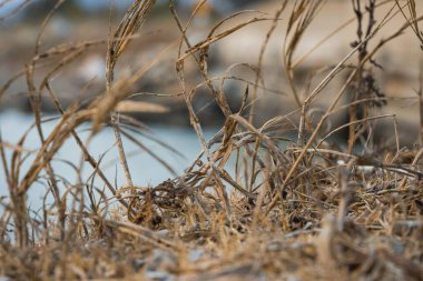 Körfez Bölgesi, San Francisco, Kaliforniya, ABD 'deki kurutulmuş ot ve otların yakın plan çekimi.