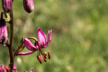 Mars zambaklarının sığ bir odak noktası bahçede açan parlak güneş ışığı ve bulanık yeşil arka plan.